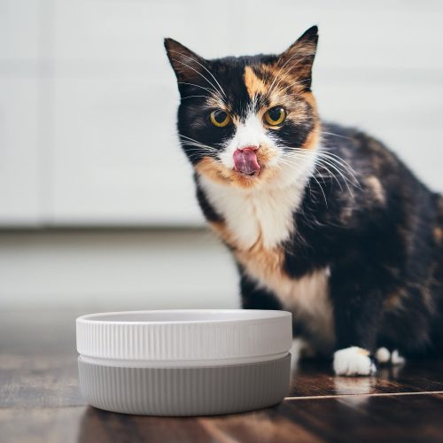 Σετ 2 μπολ για γάτες και σκύλους Navaris, Αντιολισθητικό, Γκρι, 53411.22