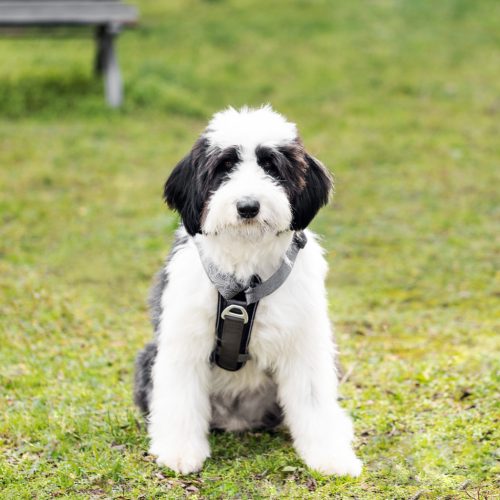 Ham pentru caini Navaris, cu buzunare si elemente reflectorizante, reglabil, L, 56134.19.3