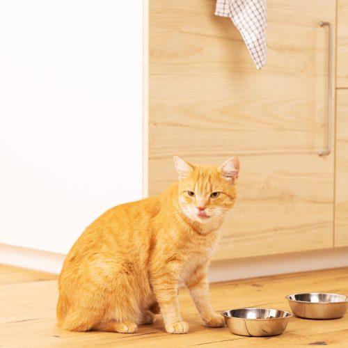 Σετ 2 μπολ από ανοξείδωτο χάλυβα για μικρά σκυλιά και γάτες, 350 ml, 58405.01